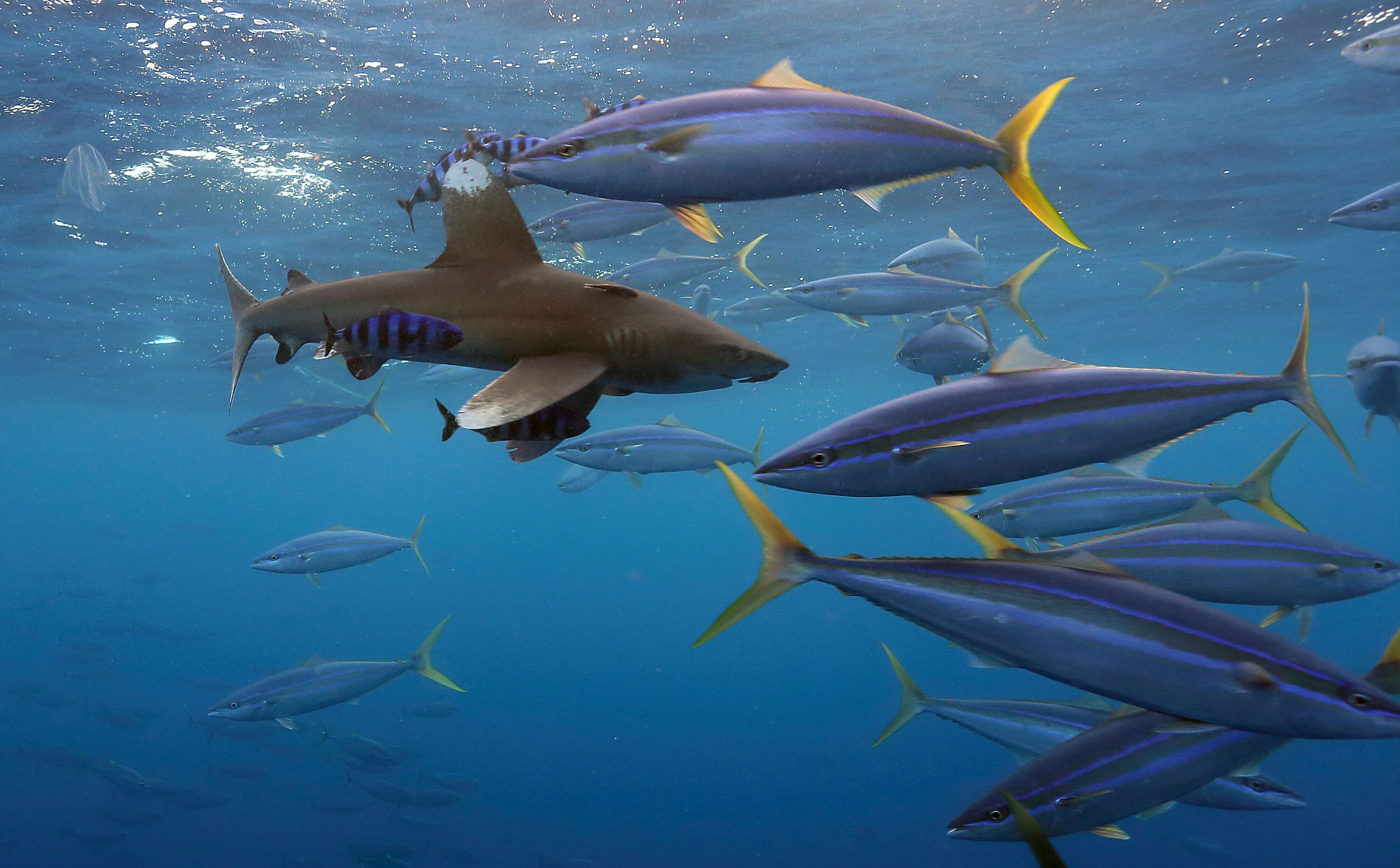 Fishing mortality rate - International Seafood Sustainability