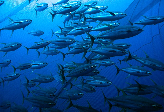 ICCAT Must Rebuild Atlantic Ocean Tuna Stocks and Expand Management ...