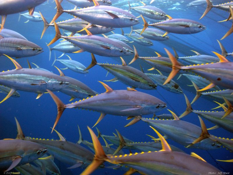 Mixed Results For Tuna Conservation Fad Management And Mcs Tools At