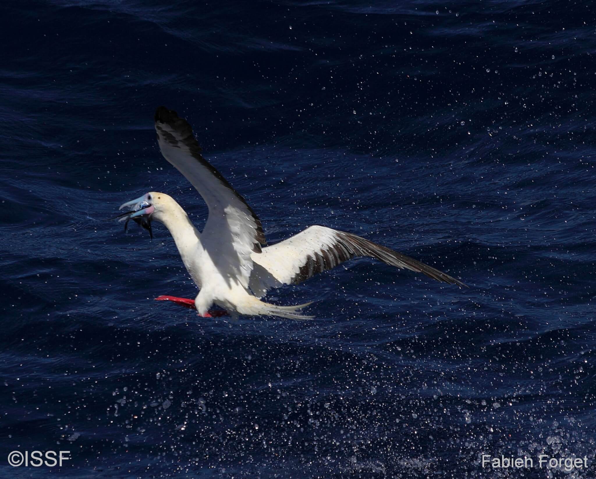 Photo of seabird (red footed booby)